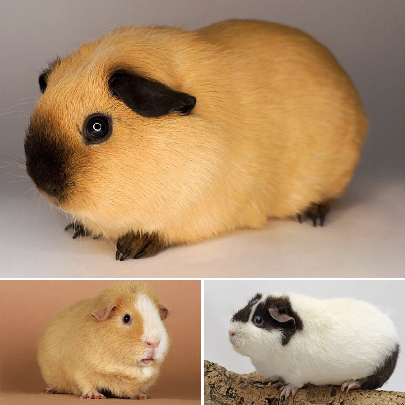 温顺可爱适合家庭喂养的猪活物豚鼠小宠物加州美泰泰加卷毛荷兰猪