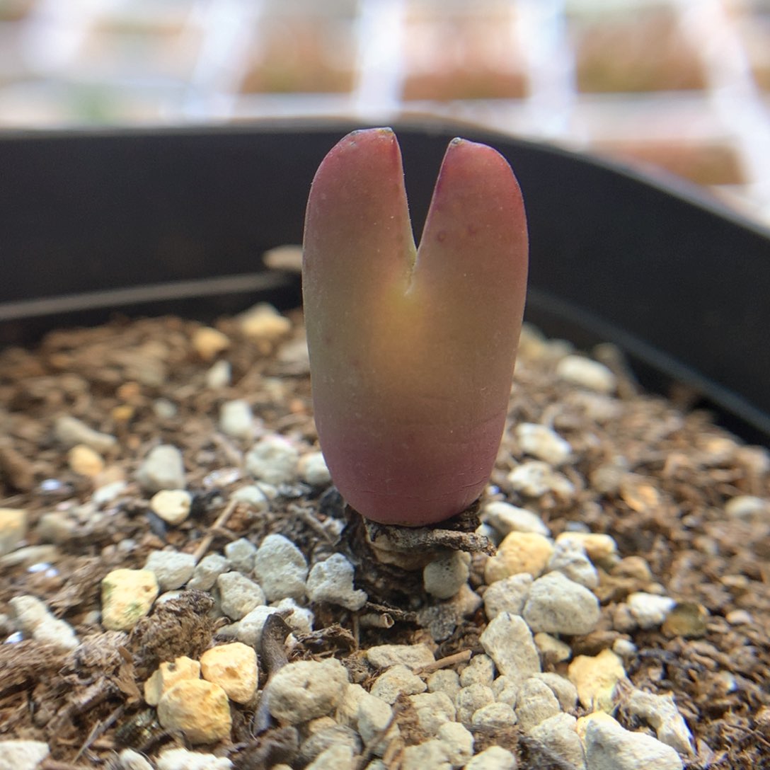 日系皮卡丘 肉锥植物