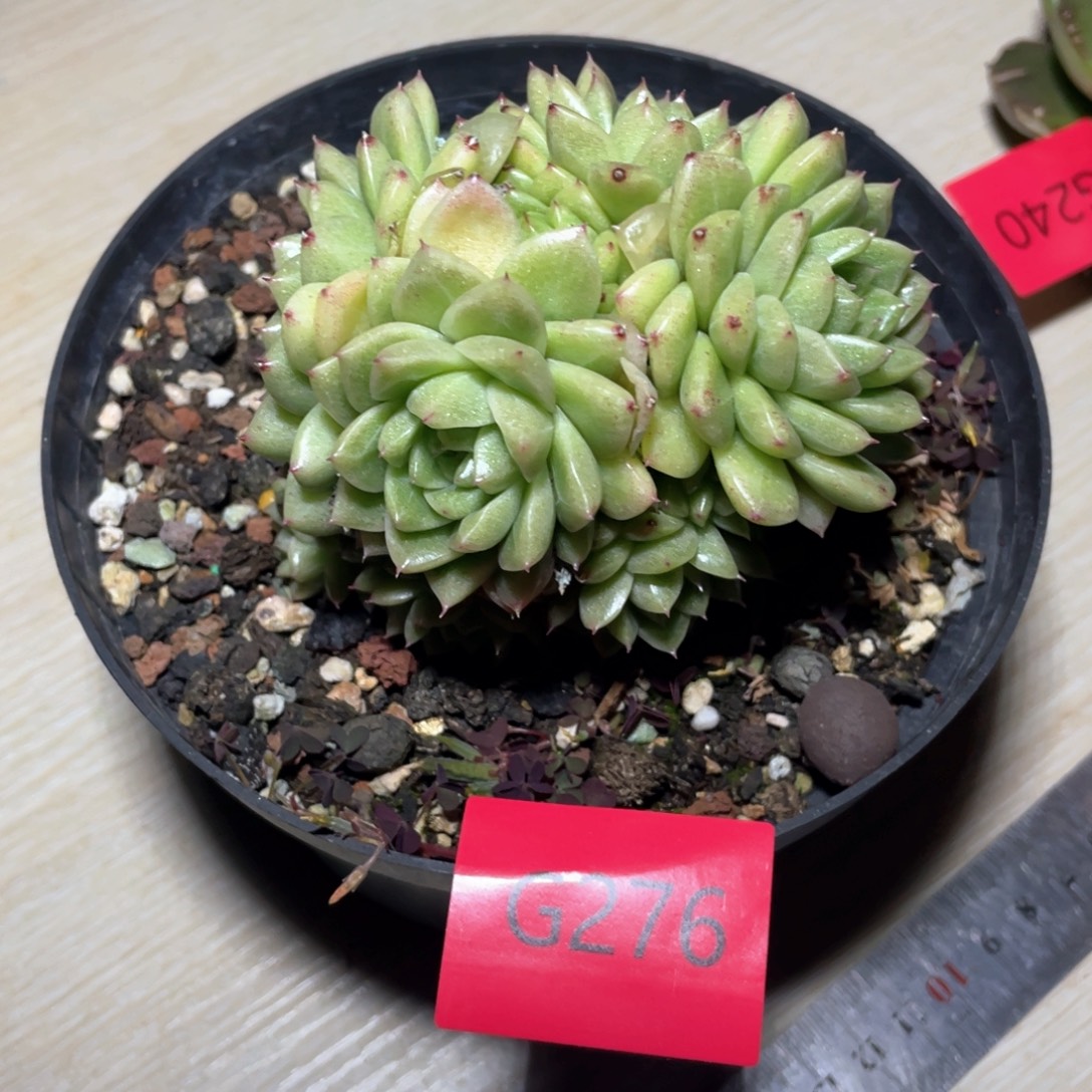 昊***妖多肉植物多肉植物276