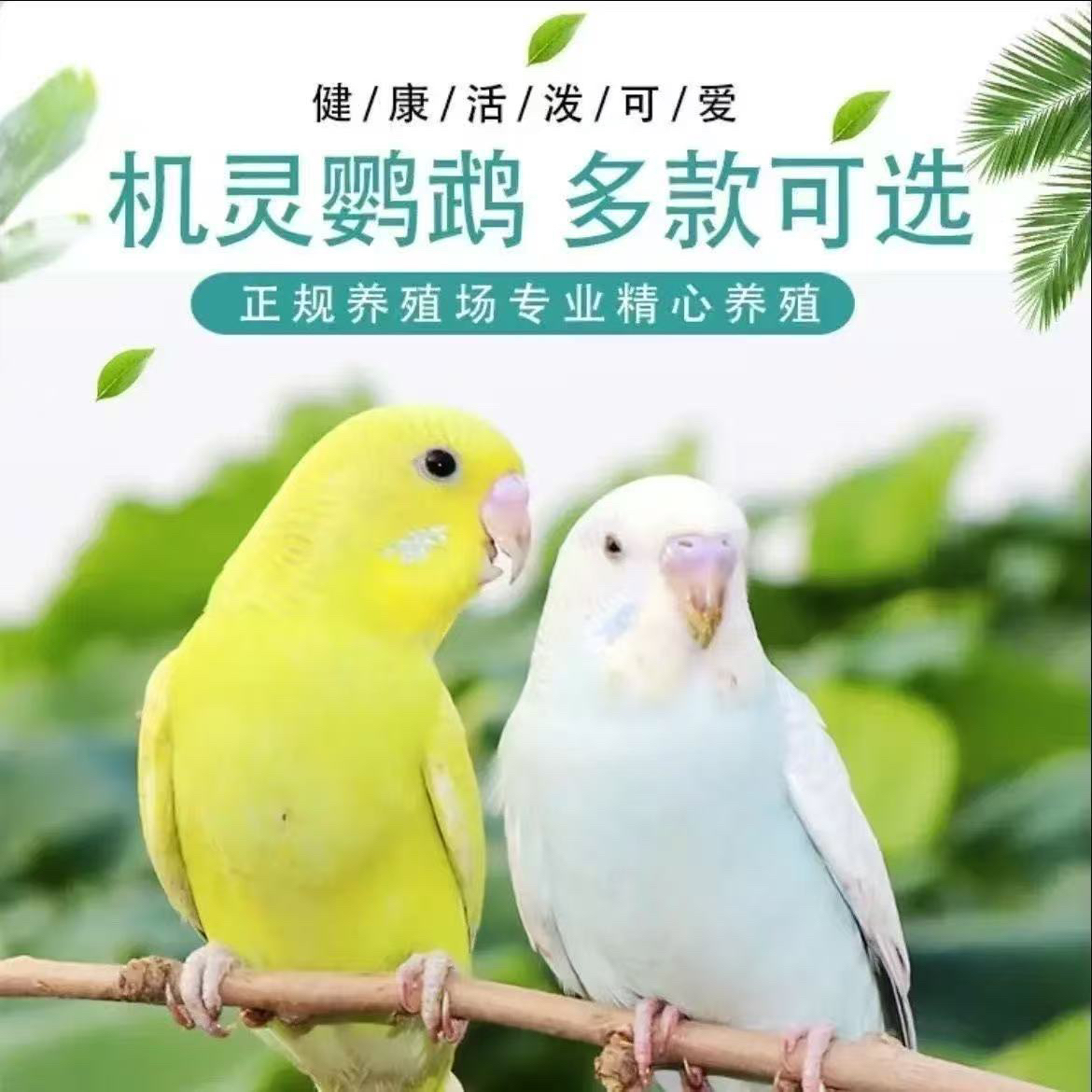 虎皮鹦鹉宠物鸟亲人黏人易上手适合家养可繁殖下蛋观赏