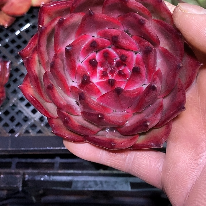 快***囚福利大漏宝石心19          