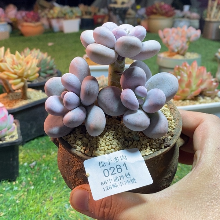 0281啊啊啊啊啊啊啊啊啊