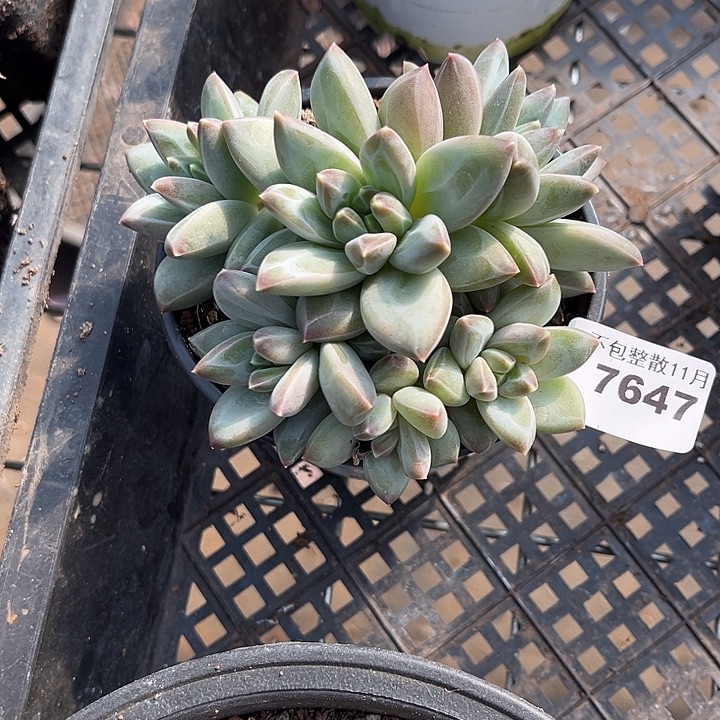 阿雅园艺。         7647三色美人