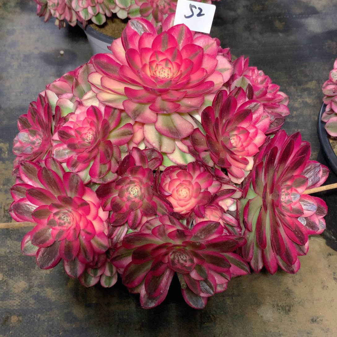 52倾城精品法师多肉