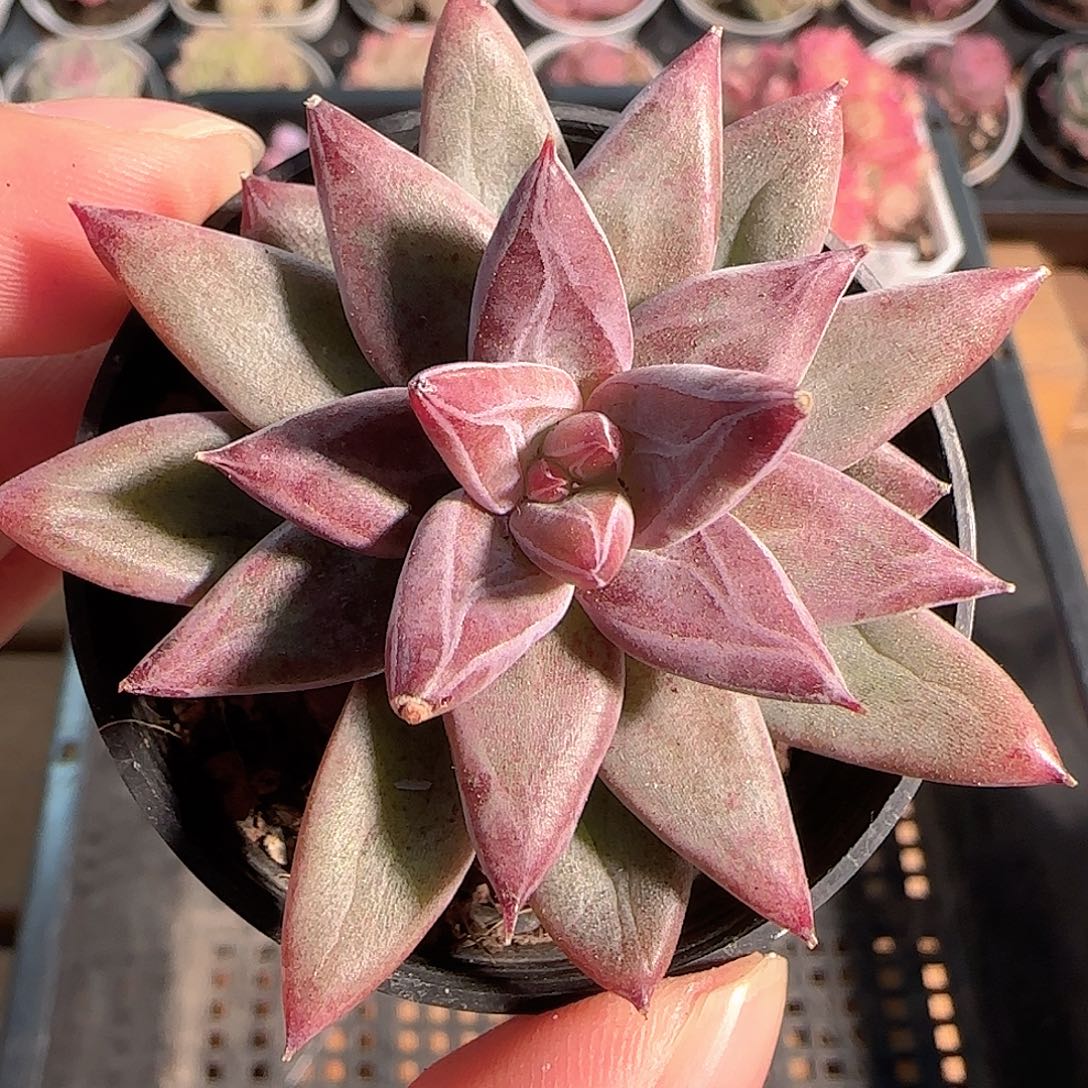 多肉1210-46红灵魂