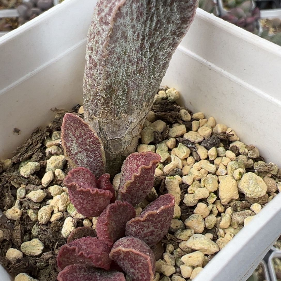 青龙超大母叶有疤特价多肉植物水泡