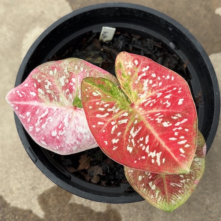 a***i16-1102Super star广东现货