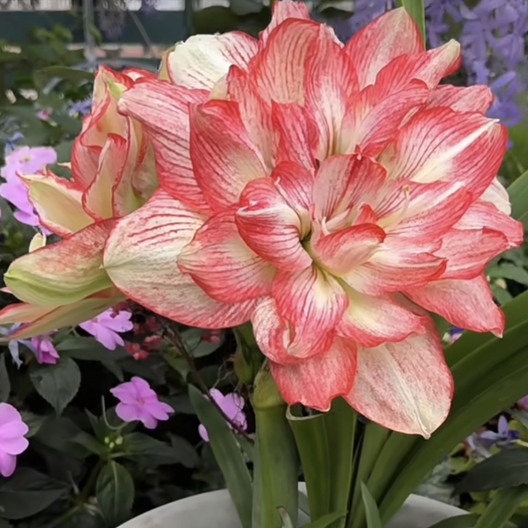 朱顶红种球【蔓越莓2厘米左右3粒】无根叶裸球