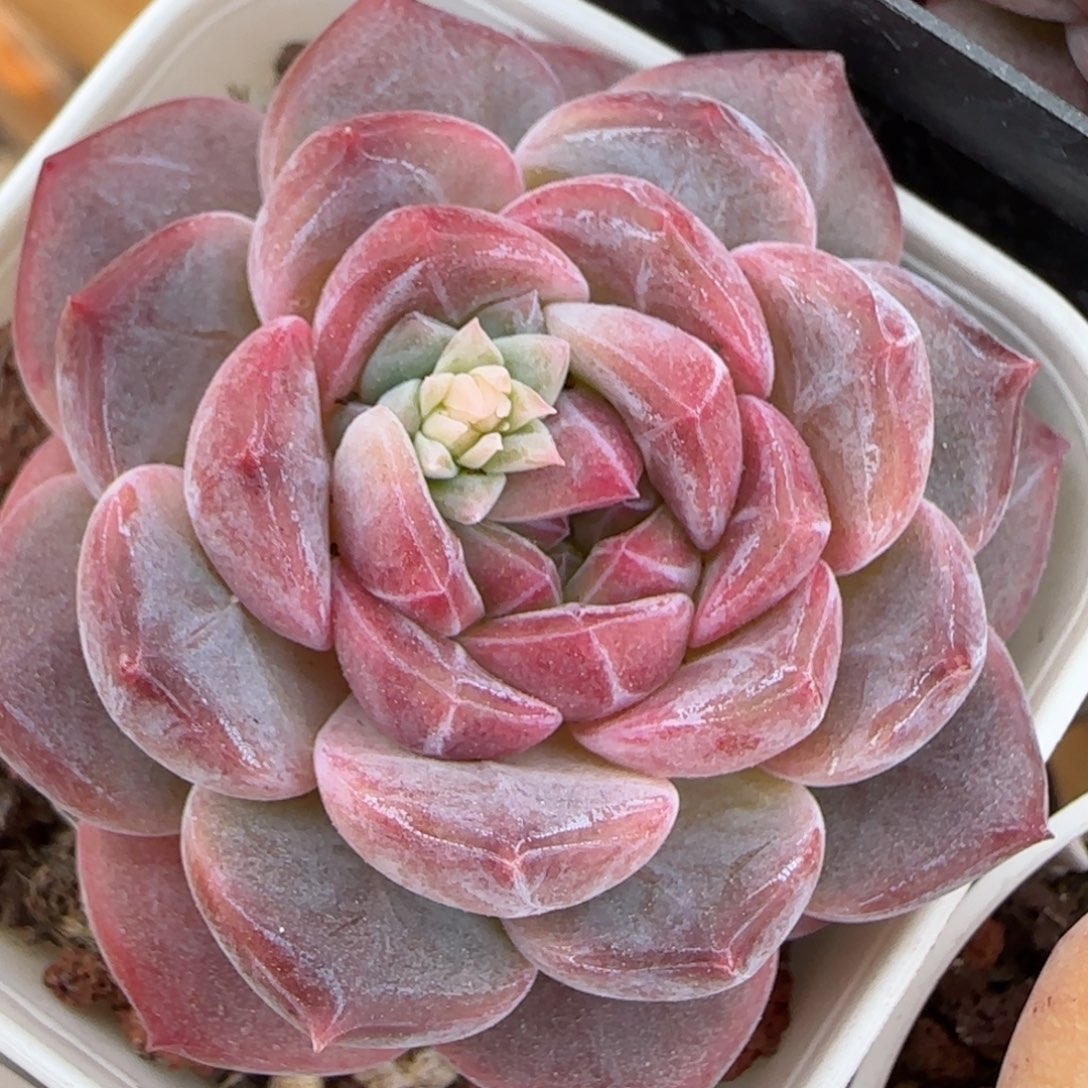 花语逸镜0225-262
