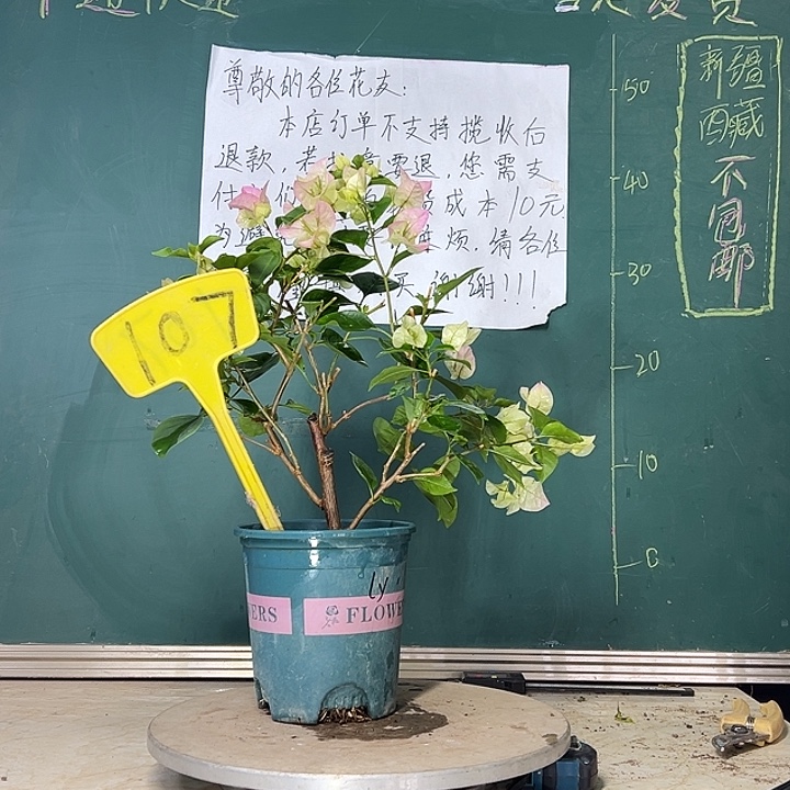 当前无花栽培后可以开花 绿樱  107