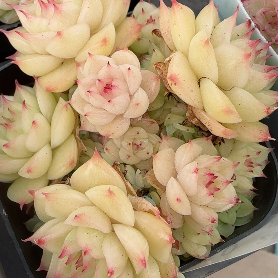 花语逸镜0205-650