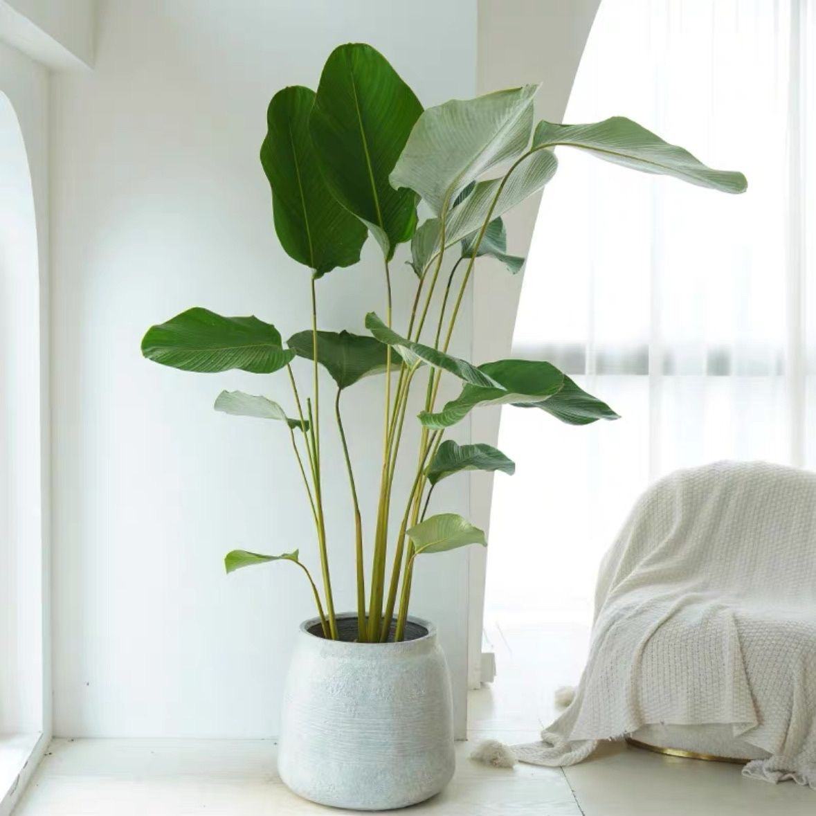 雪茄竹芋植物盆栽北欧ins风室内大型落地热带雨林风观叶绿植