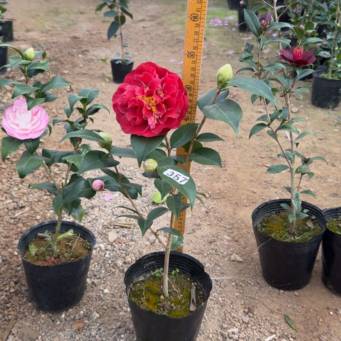 少量花朵（建议范围：2朵-5朵 或40%以下）