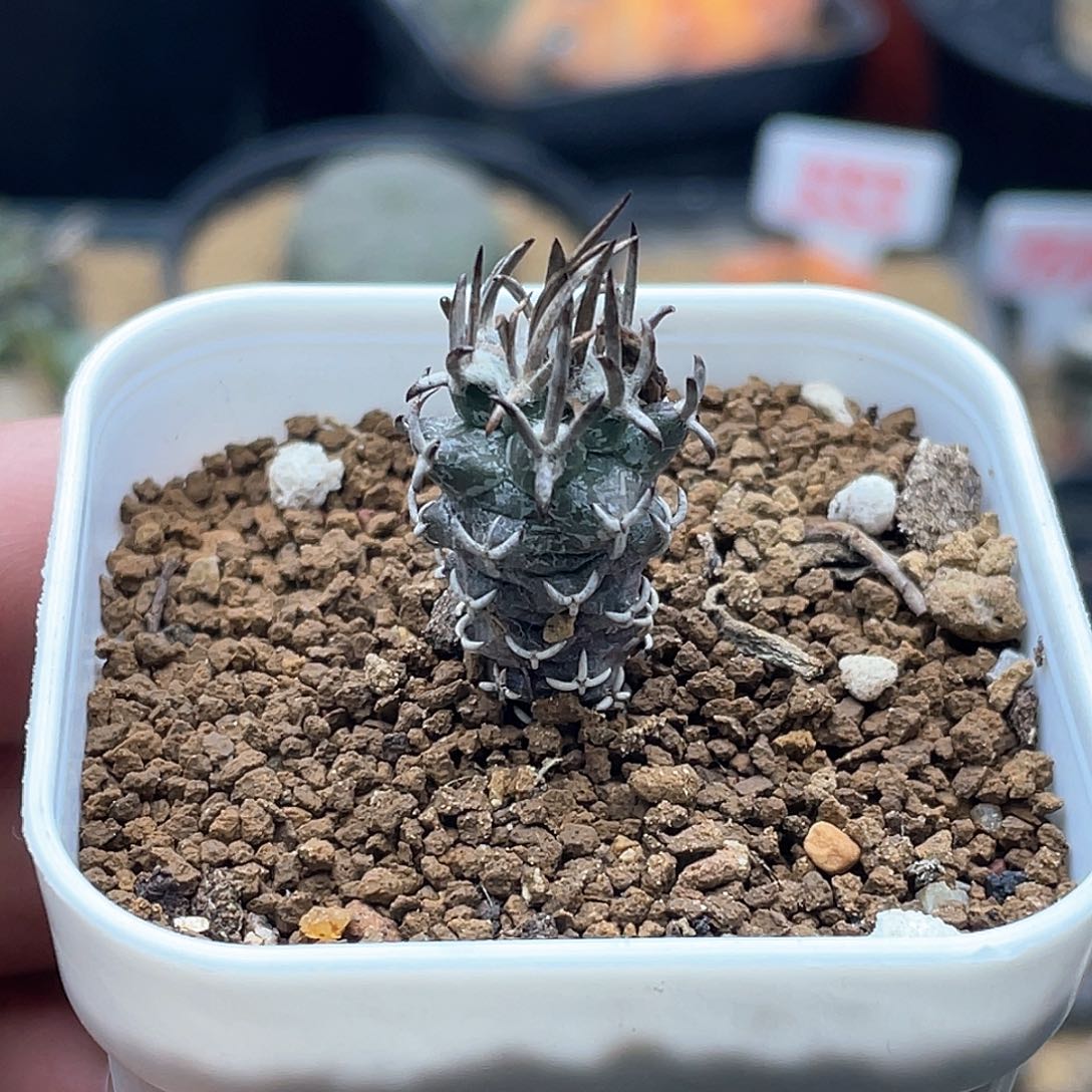 实生黄龙丸仙人球