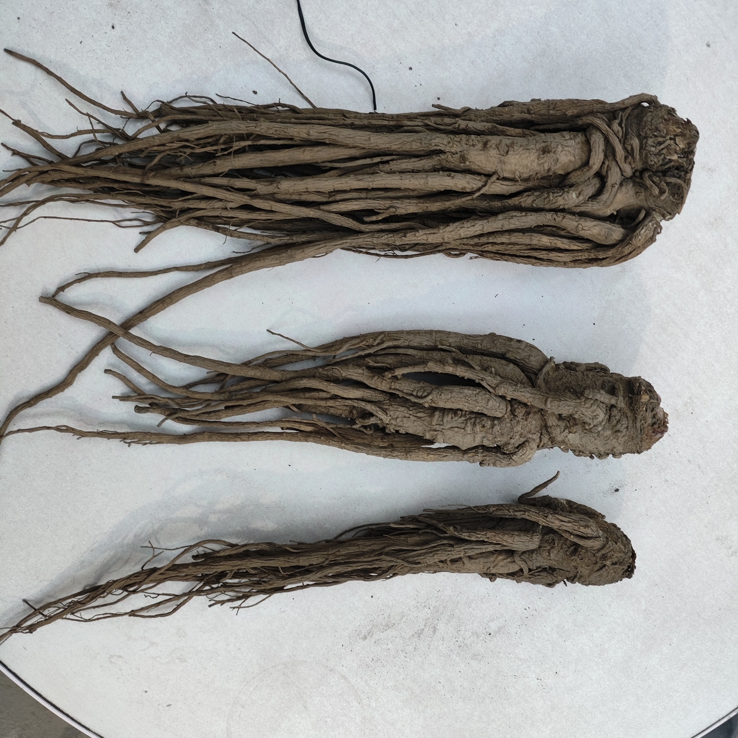甘肃新鲜当归5成干带土农家自种可煮水泡水煲汤炖肉当季鲜货