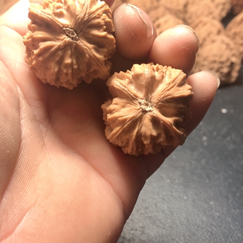 【闪购商品】人***年卧龙粗筋
