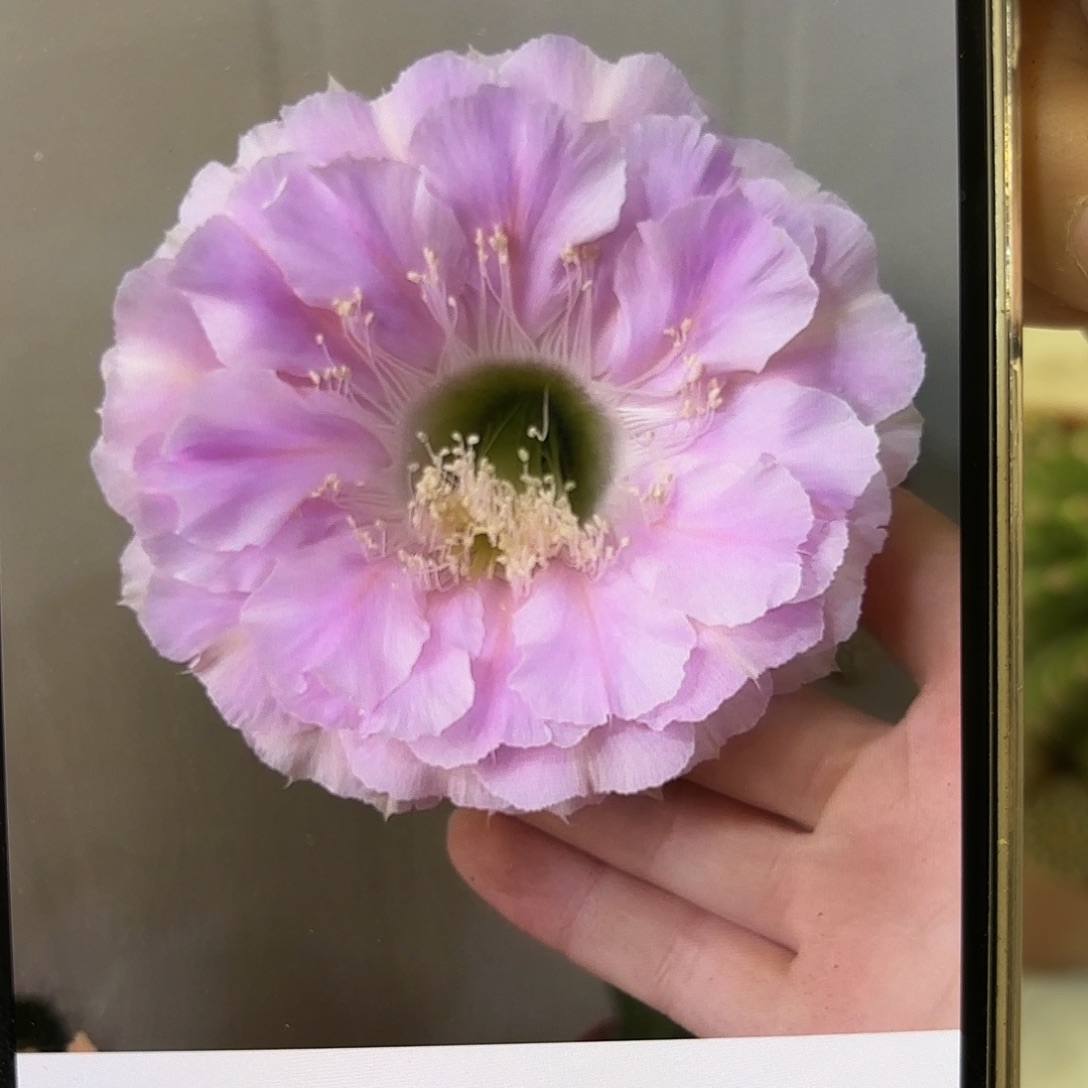 彩草1-33号带崽7公分左右