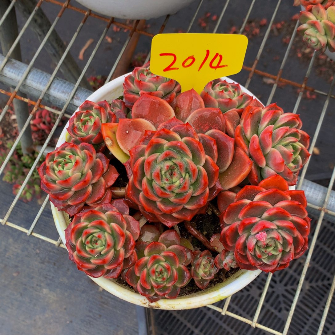 一物一拍2014-15-40