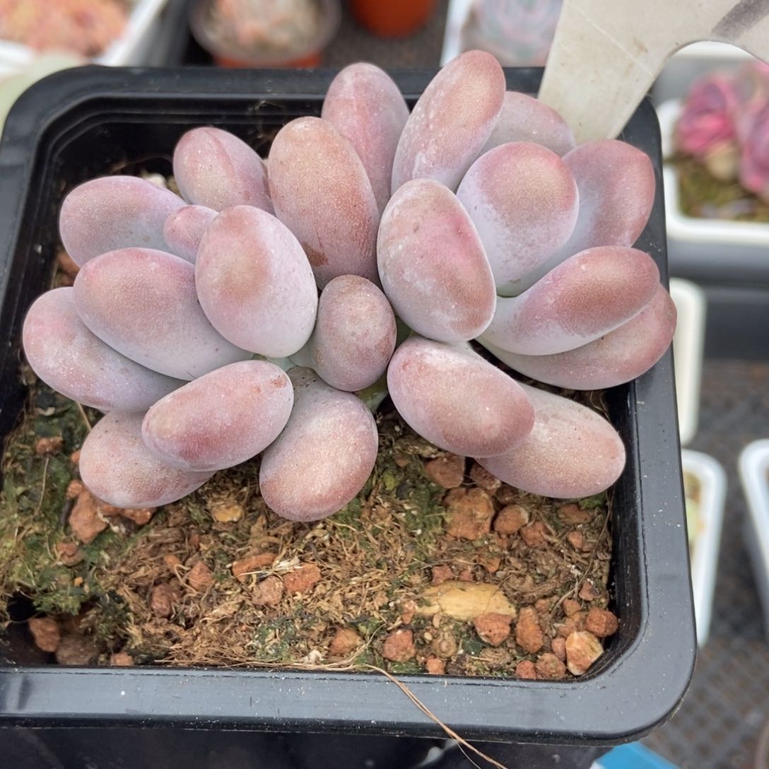 6029鸡蛋美人多肉植物