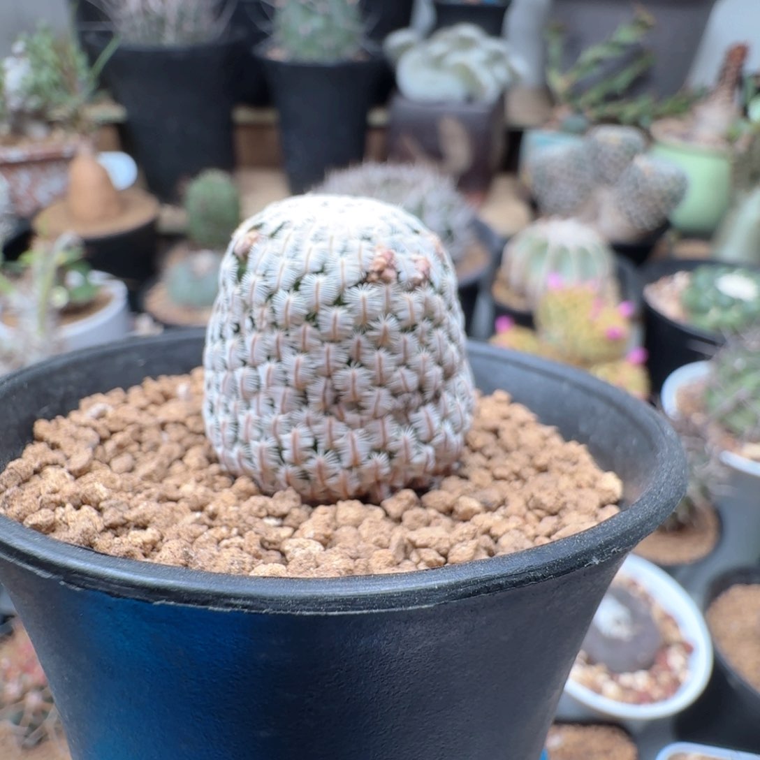 110实生白斜子仙人球