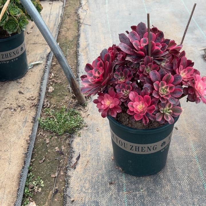 32美杜莎多肉多肉