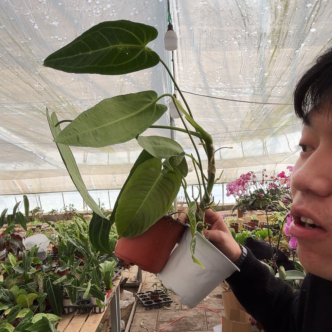 完全开放火鹤后➕火鹤王一棵