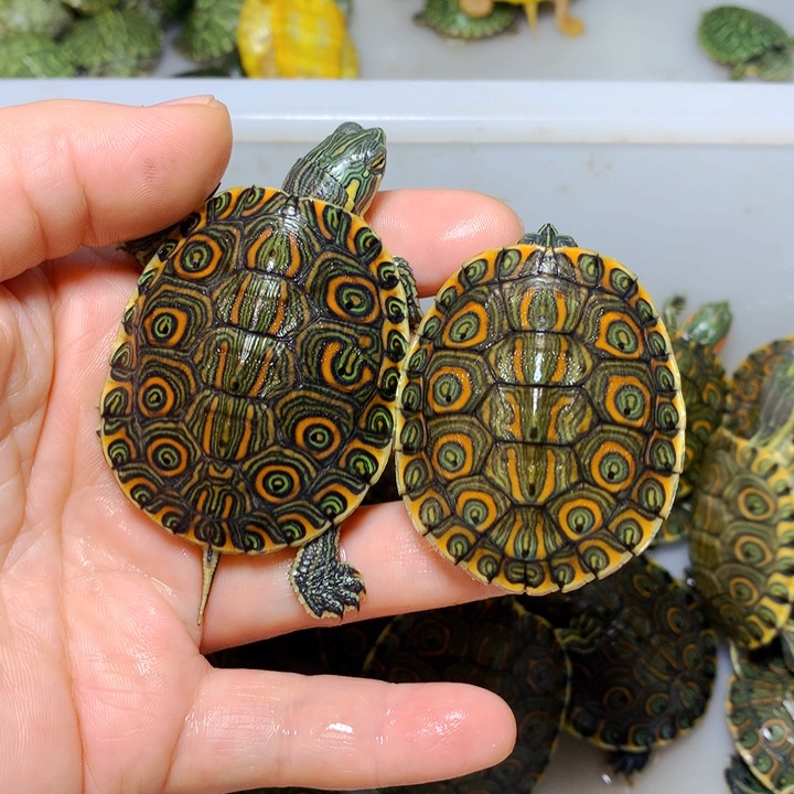 巴西彩龟不分公母2个发色大河