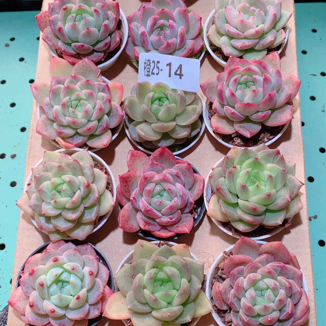 25-14一物一拍多肉带盆18颗