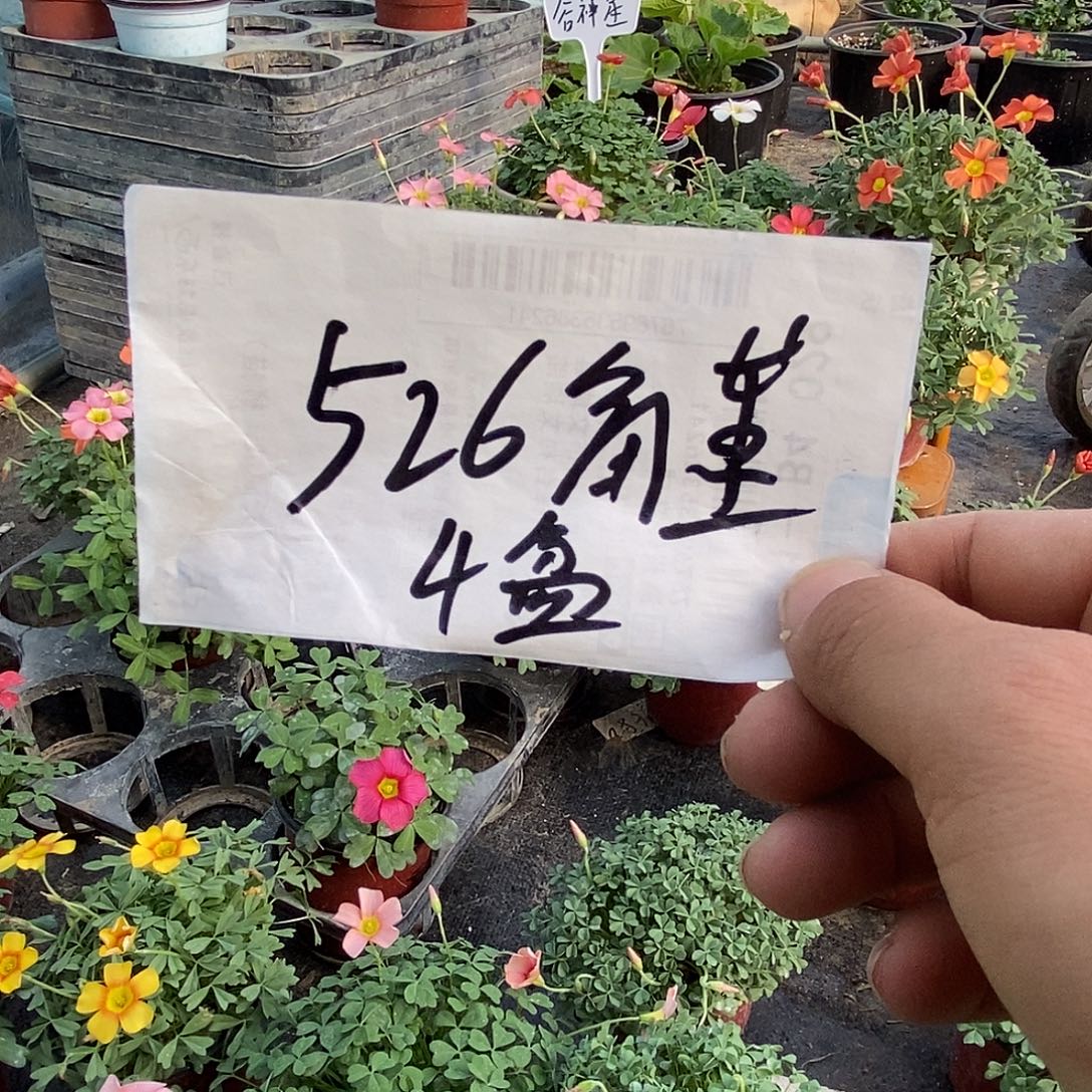 大部分花苞少量开放