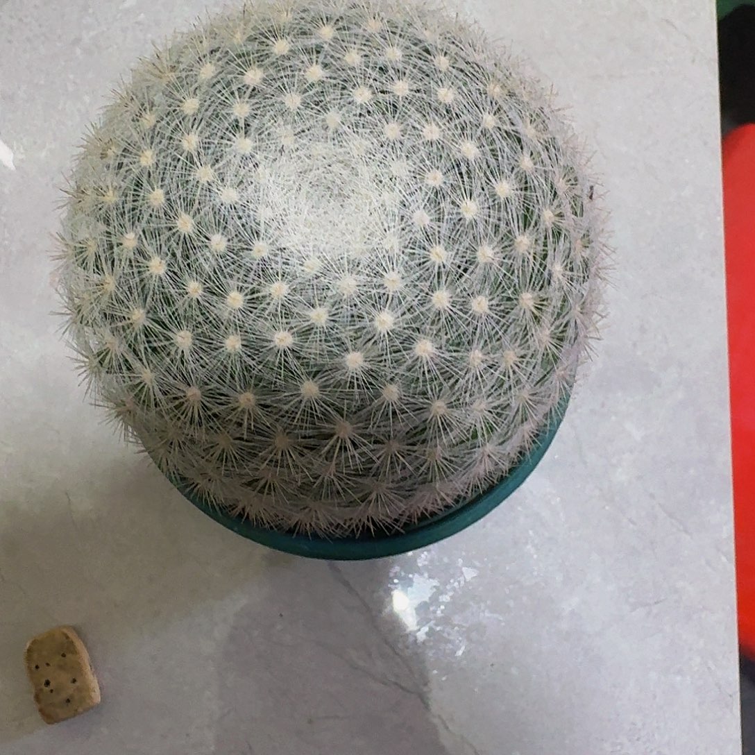 小***月精品实生满月仙人球
