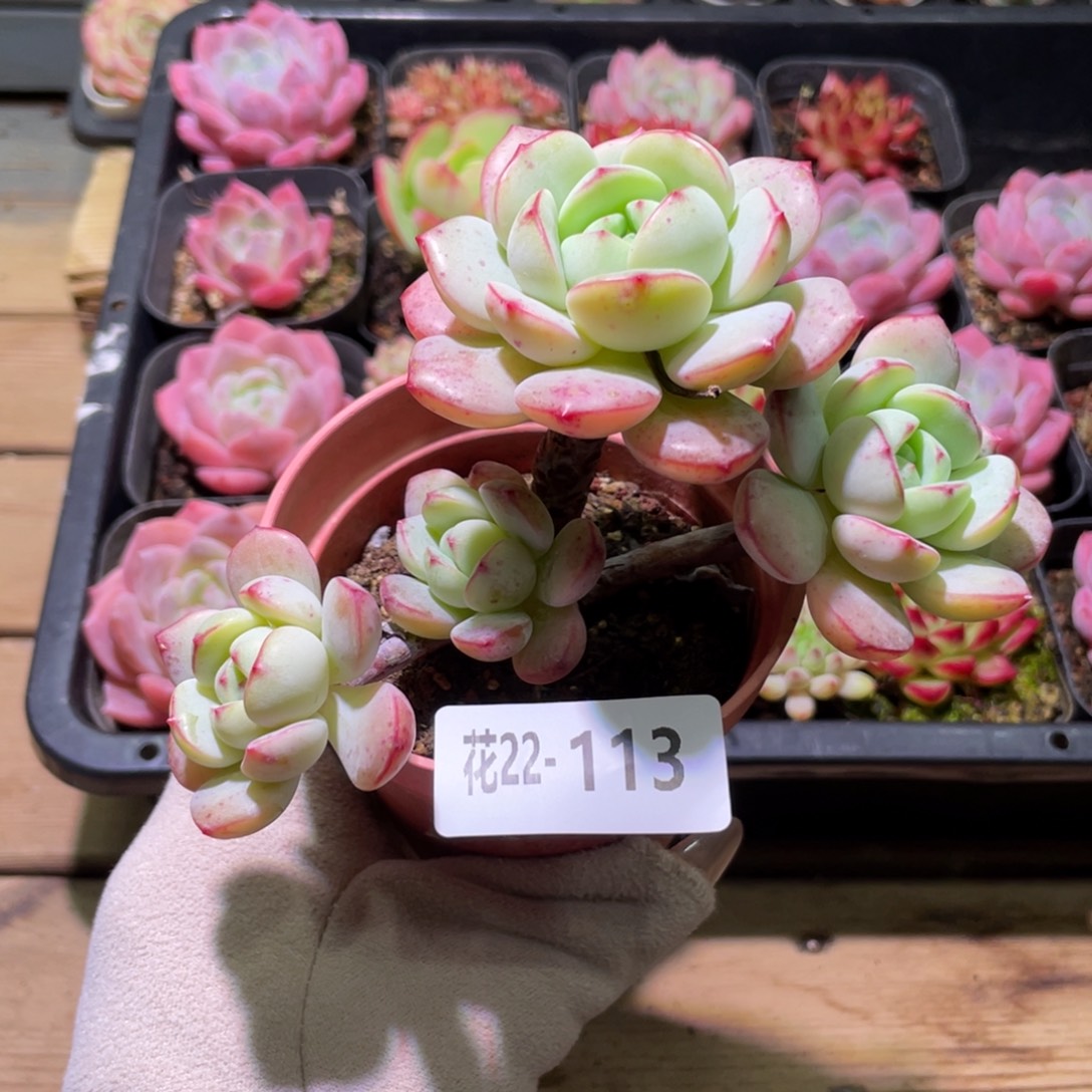 花利美22-113香草