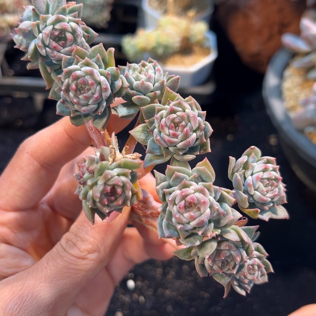 新年快乐 新年快乐