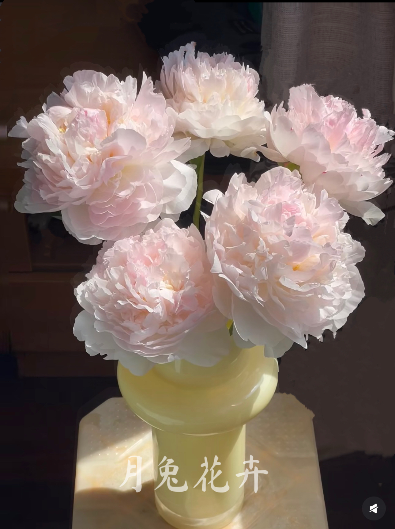 羞涩女王进口蜜桃色芍药花种苗 秋天发货 先发肥料