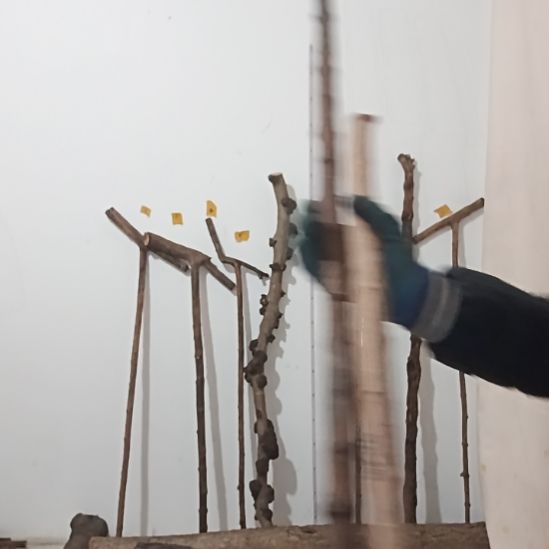 精品原木直播精品