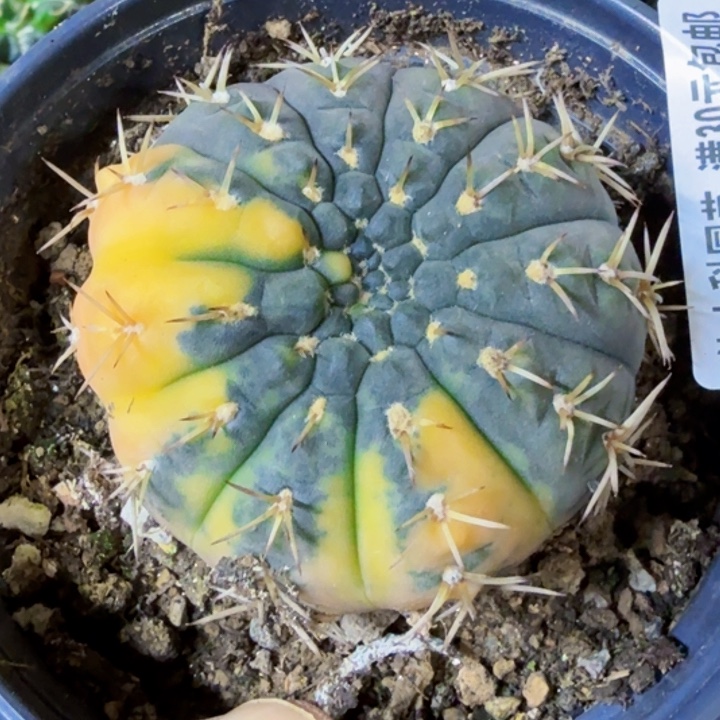 无花朵福利自根刺球锦480