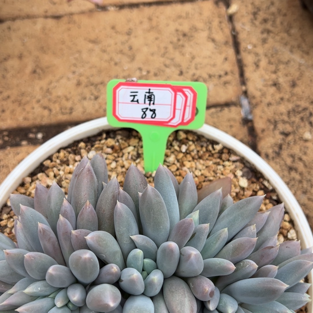 珈***店云南88。            