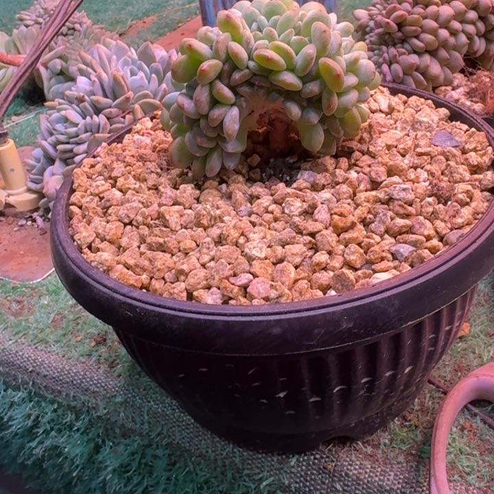 无***凡星影树缀无砍多肉