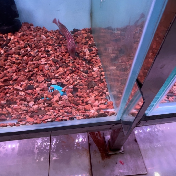 罗汉鱼精品幻彩罗汉鱼