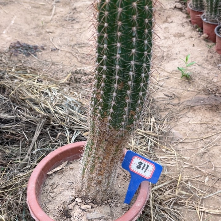 罗***明811，瑕疵毛花柱无售后