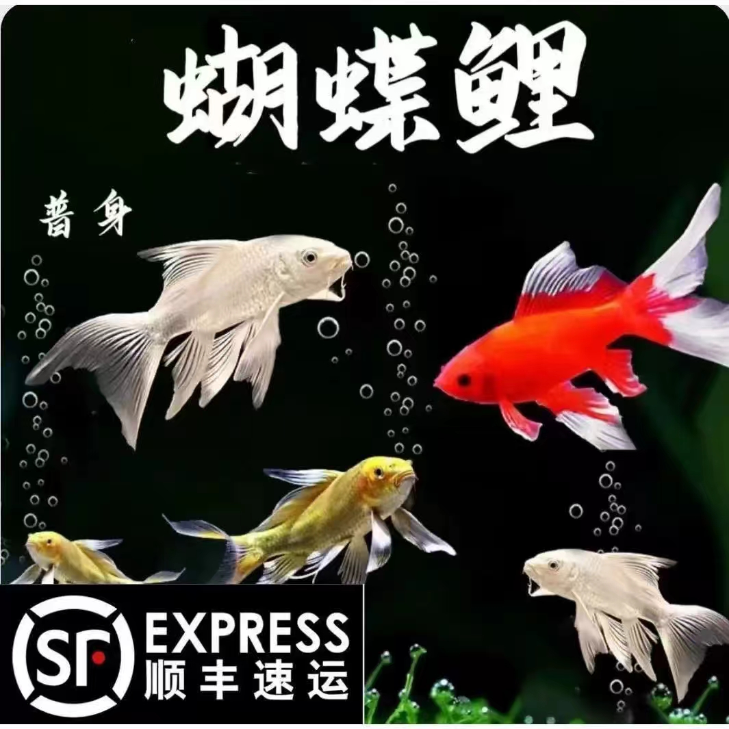蝴蝶鲤鱼11-13红精品包活到家好养蝴蝶鲤观赏鱼