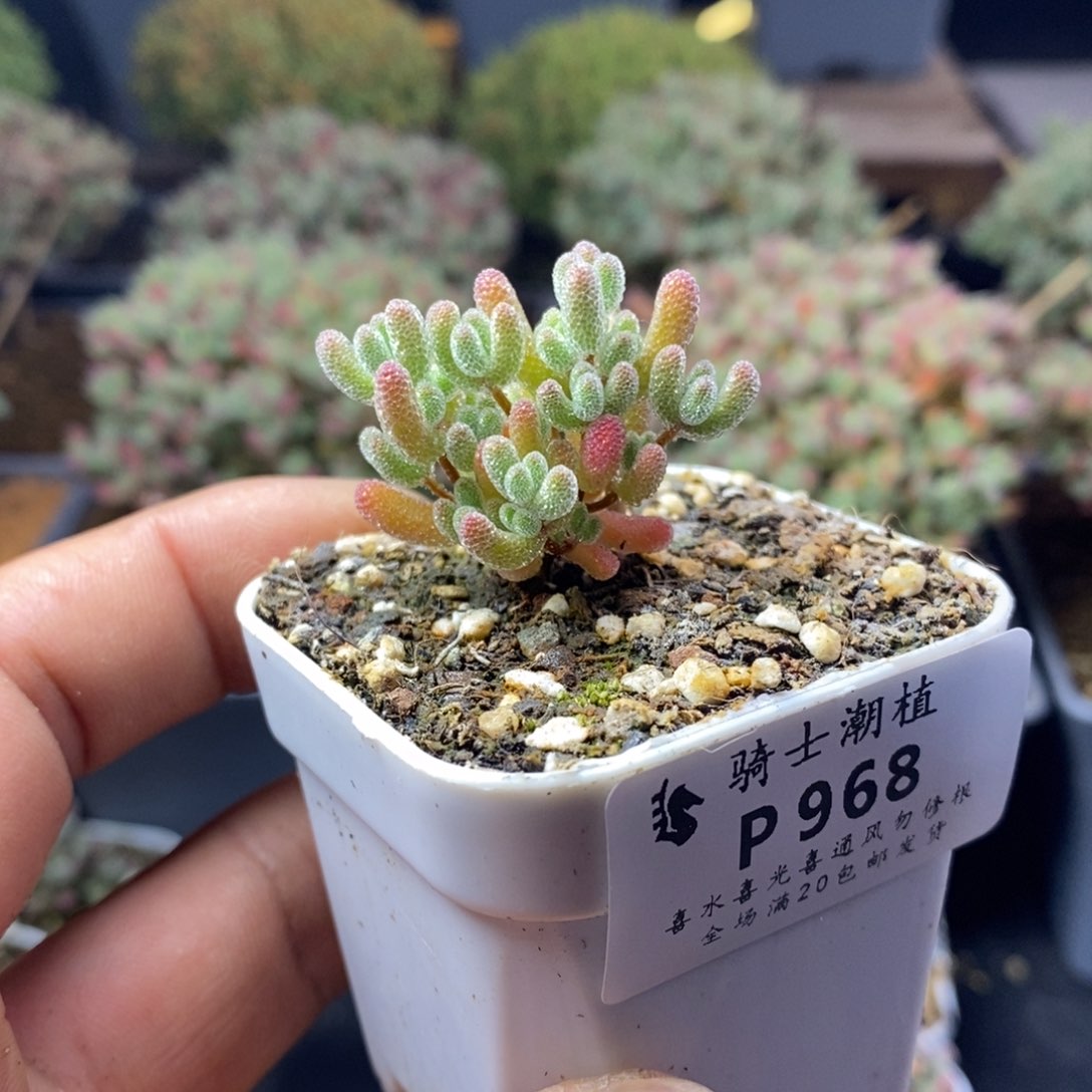 968实生优选冰晶