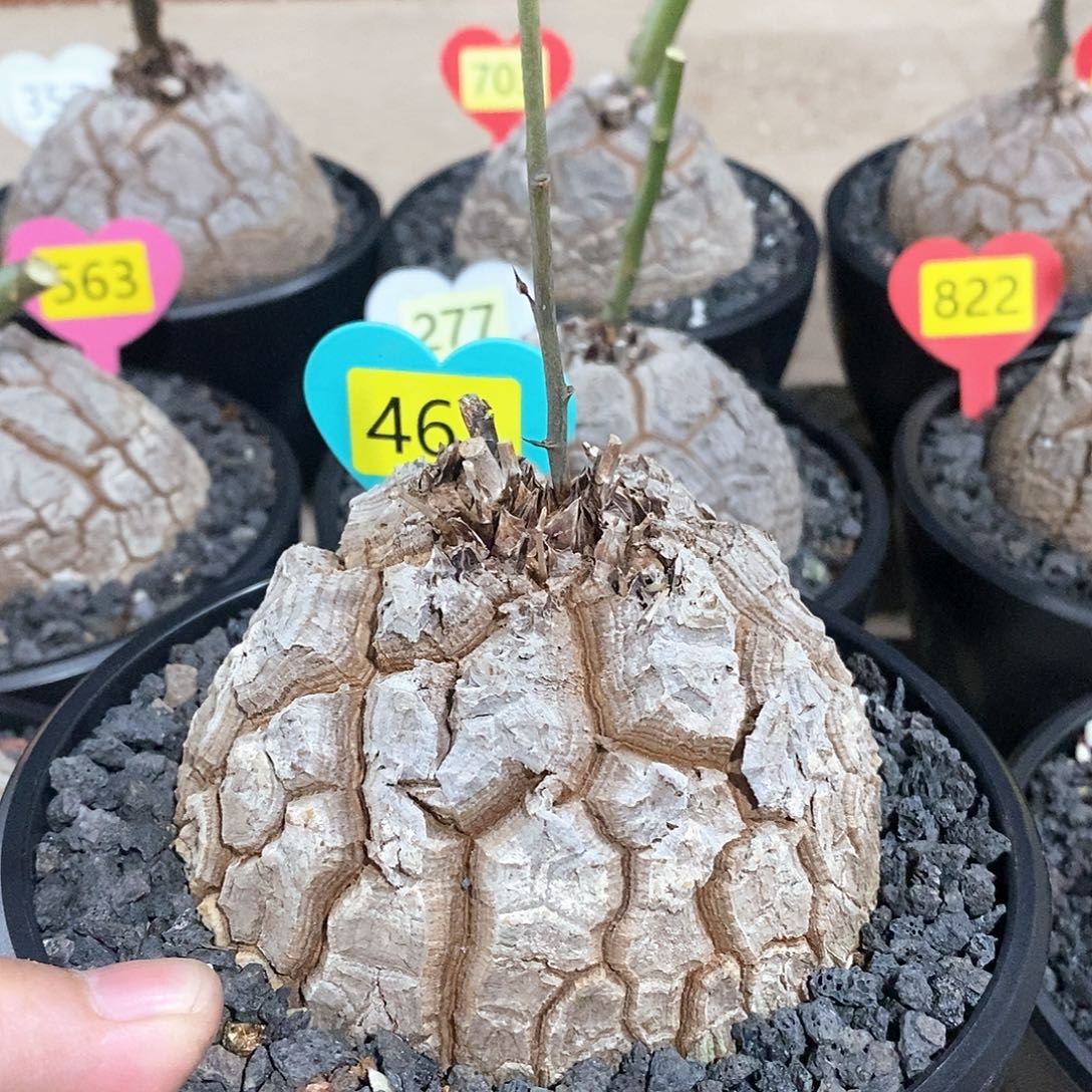 O***程南非龟甲龙龟甲龙