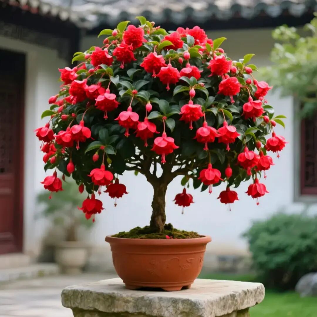 重瓣大花浓香型宝莲灯树苗盆栽室内外四季颗种驱蚊虫花卉绿植易活