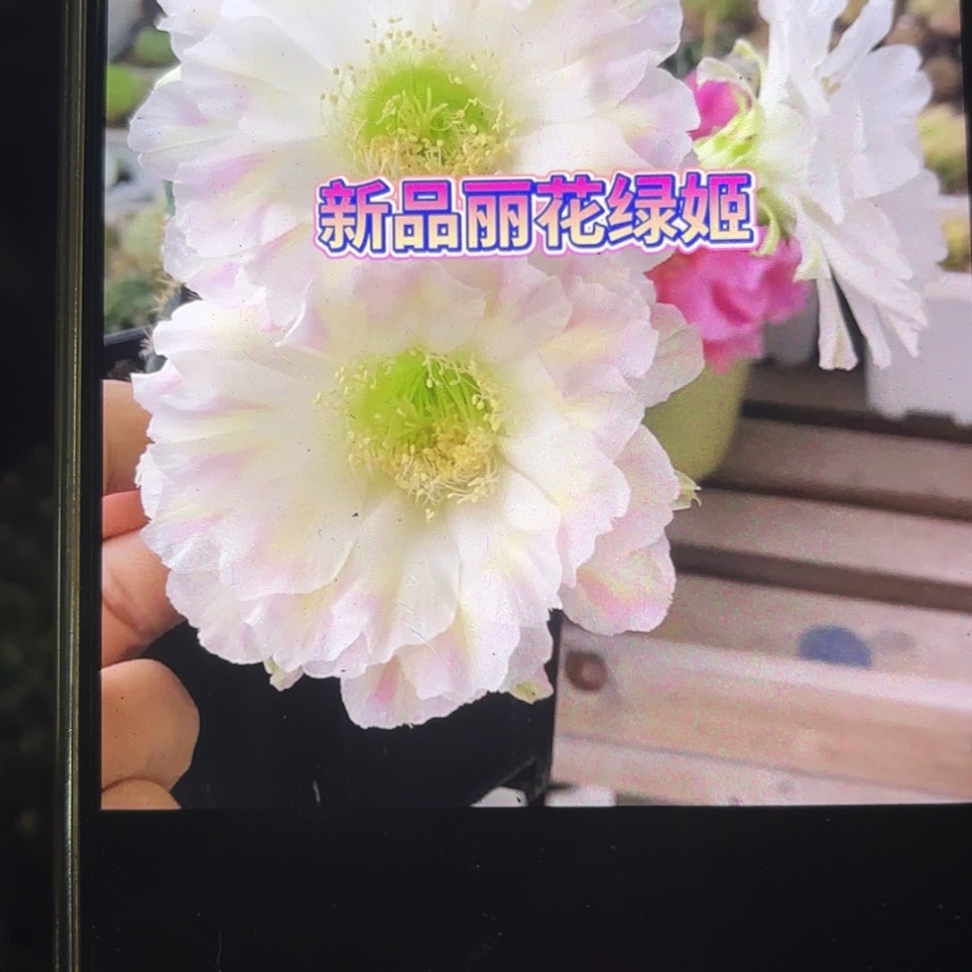 三公分丽花绿无根侧牙