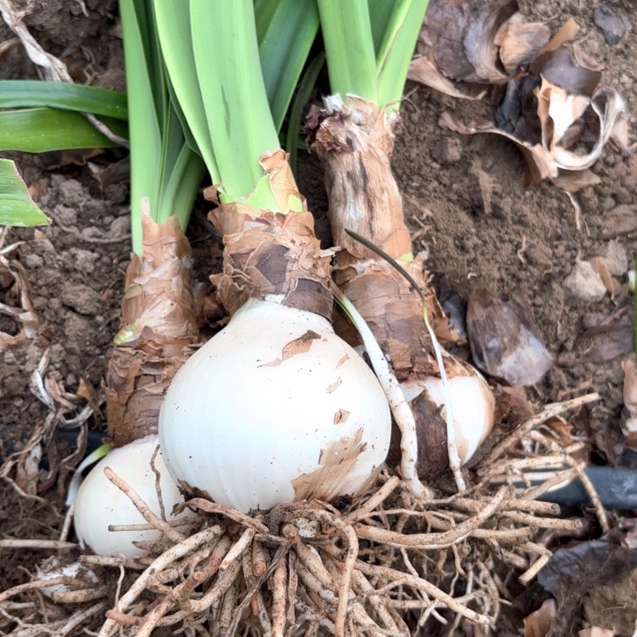 无花朵家*籽播达芙妮三颗开花不售后
