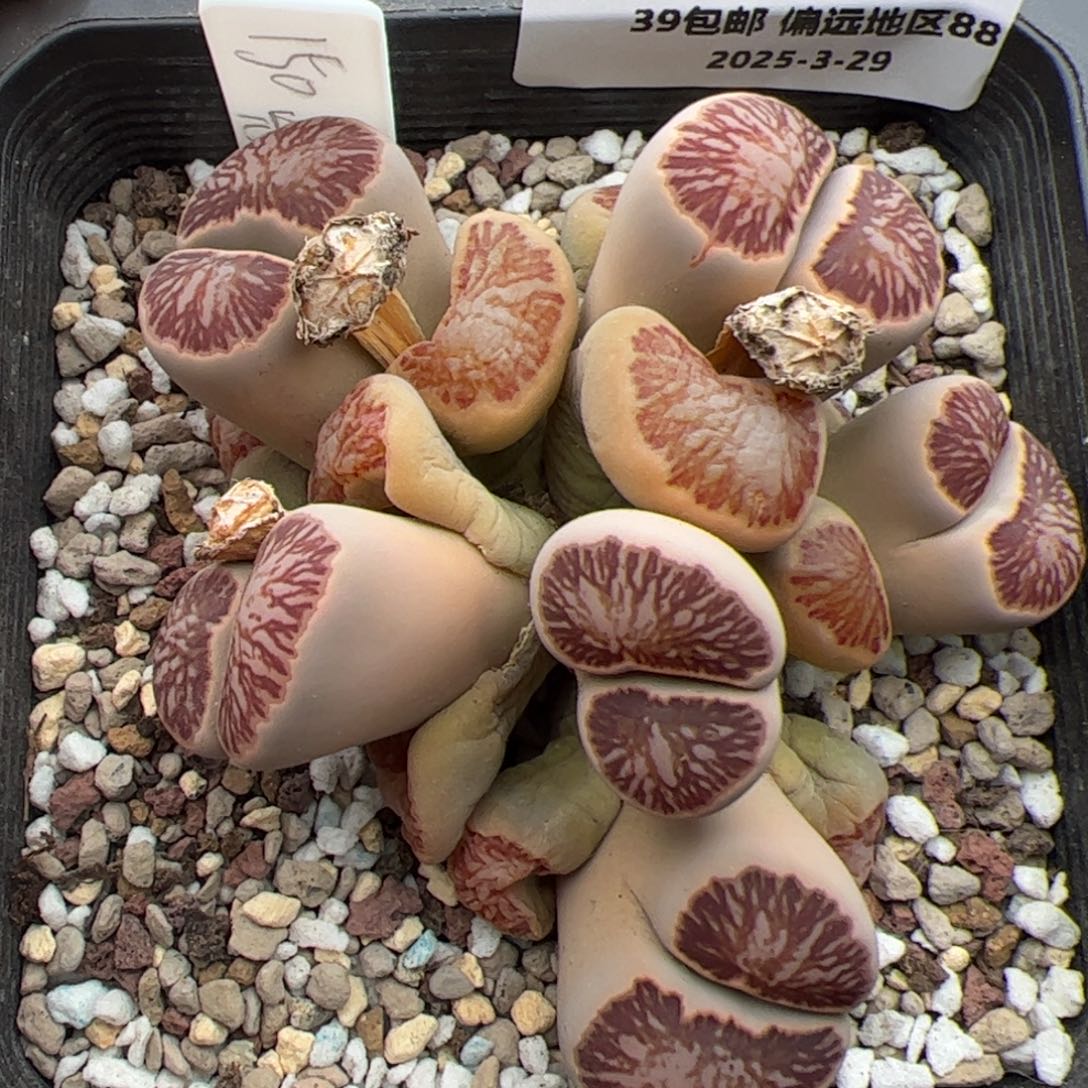 096号 菊 多肉植物