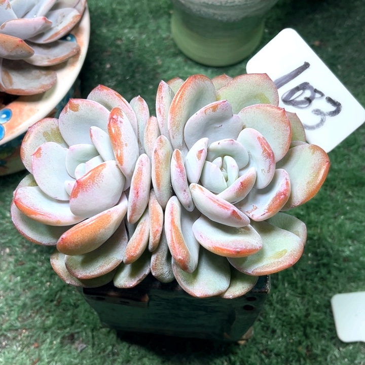 奶茶103号码牌子的话