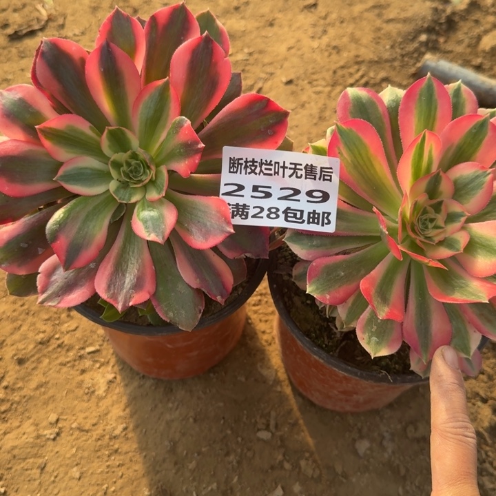 2529二号棚两个组合