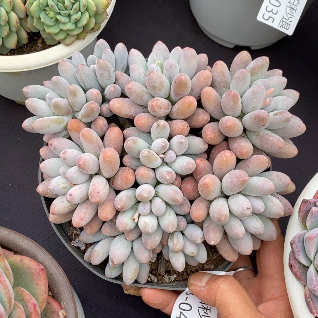 两单包邮1223-48汤圆