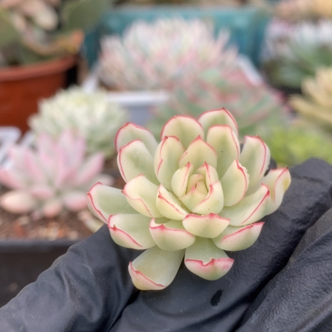 s***e339白覆轮梦幻玫瑰头盖4公分